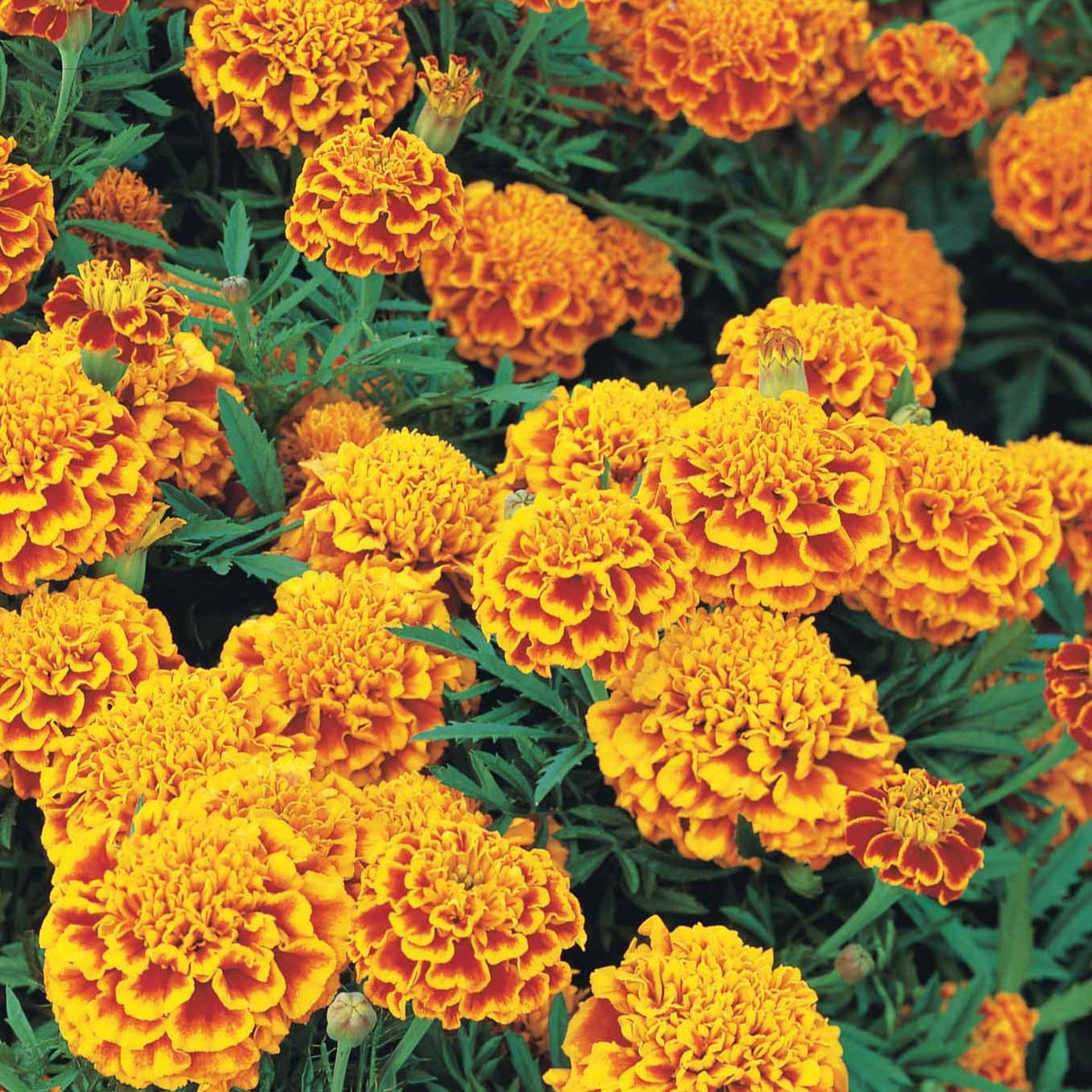 Studentenblume 'Honeycomb' - Tagetes patula honeycomb - Willemse