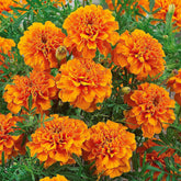 Studentenblume ‘Tangerine’ - Tagètes patula tangérine - Willemse