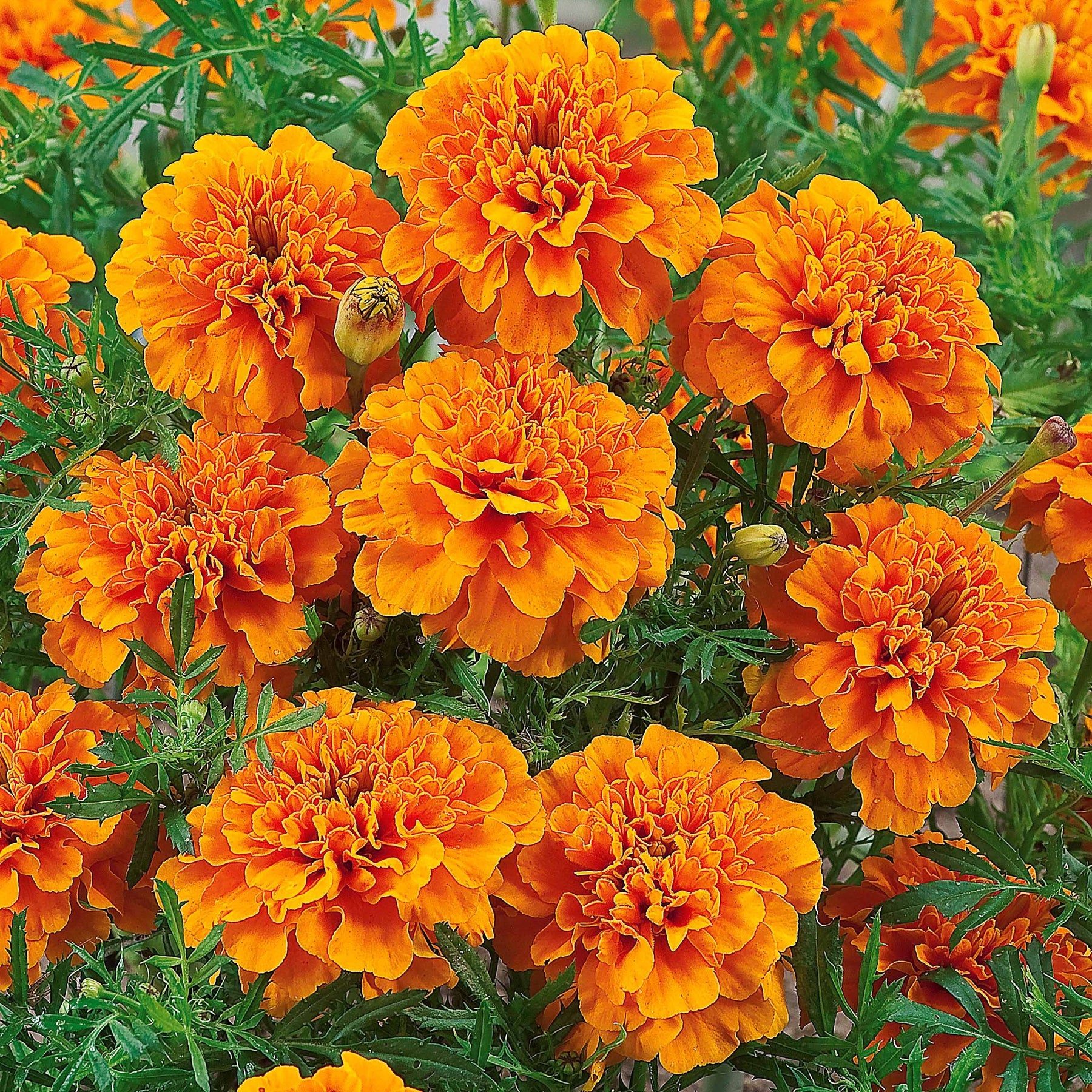 Studentenblume ‘Tangerine’ - Tagètes patula tangérine - Willemse