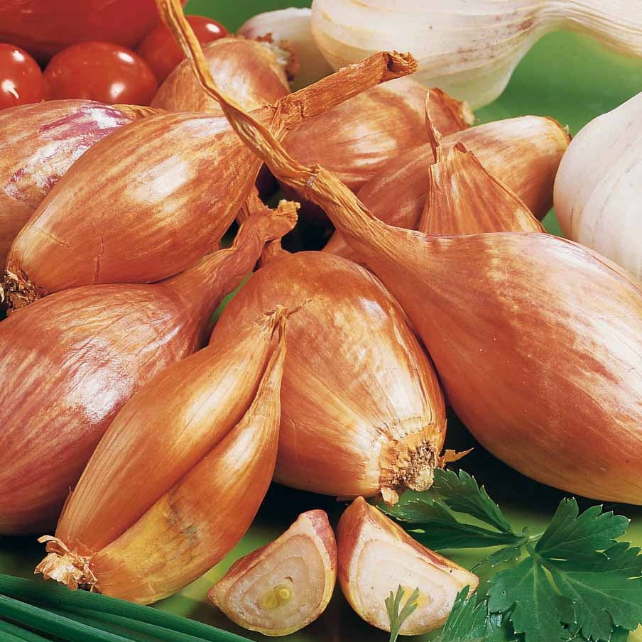 Jermor Schalotte - Allium ascalonicum jermor - Willemse