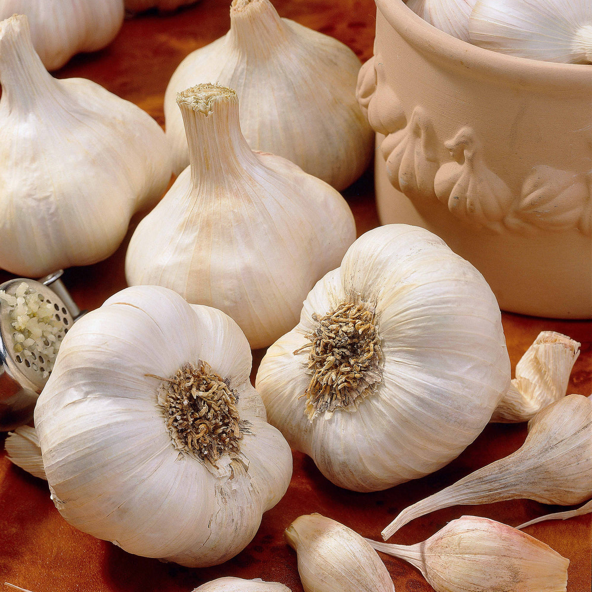 Knoblauch Messidrome - Willemse