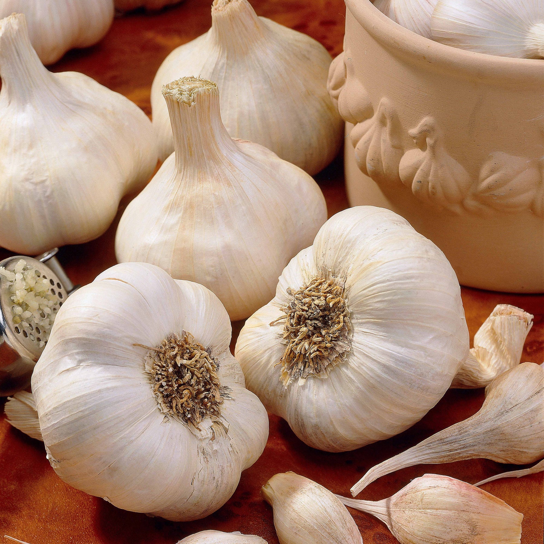 Knoblauch ‘Messidrôme’ - Willemse
