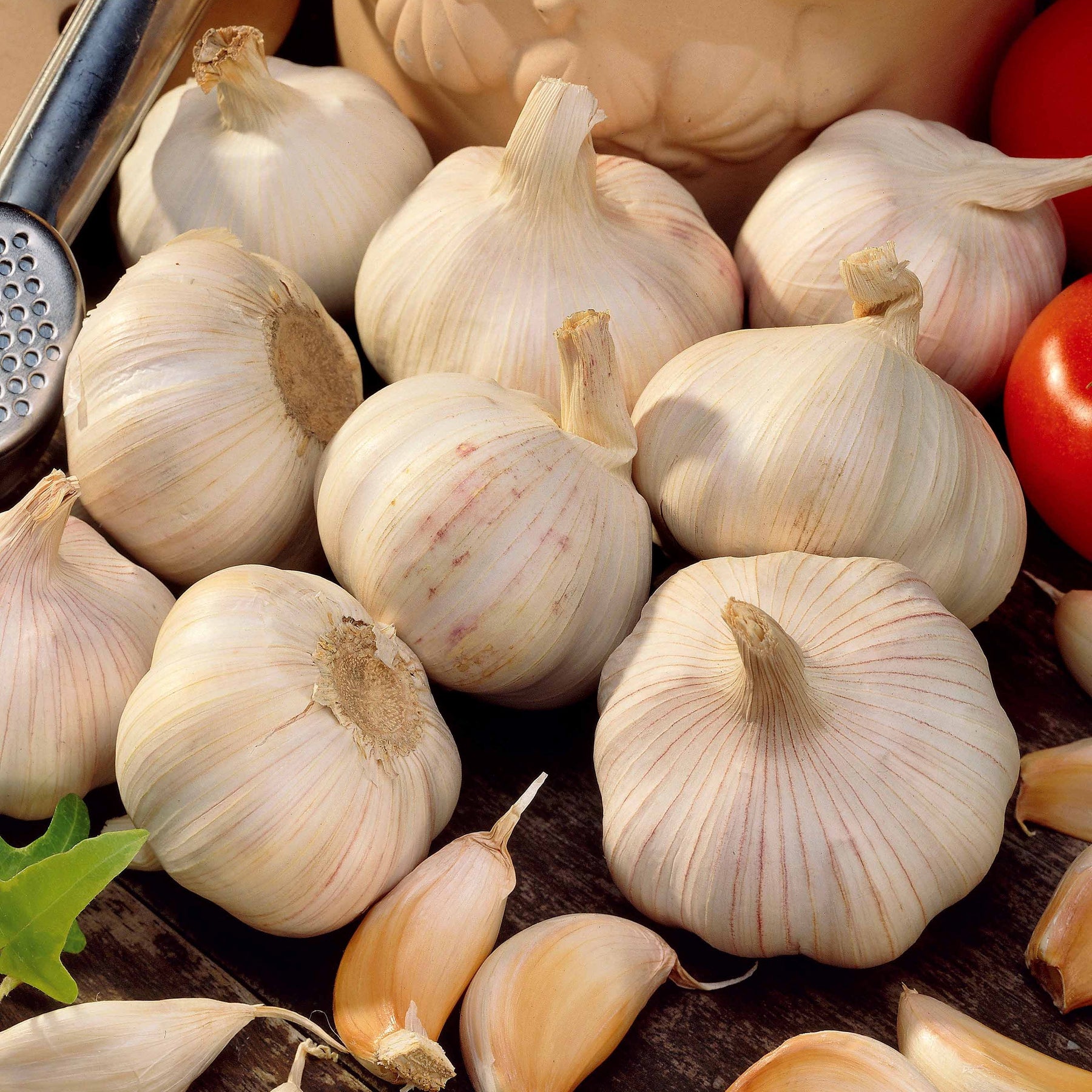 Weißer Knoblauch Terador - Willemse