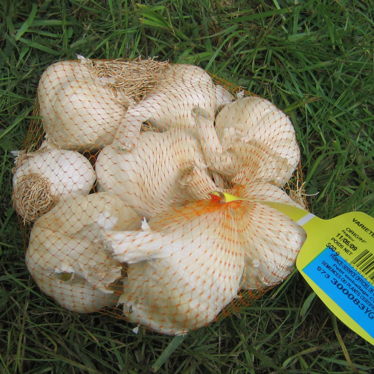 Weißer Knoblauch Terador - Allium sativum therador - Willemse