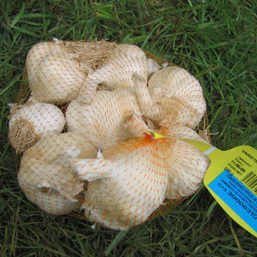 Weißer Knoblauch Terador - Allium sativum therador - Willemse