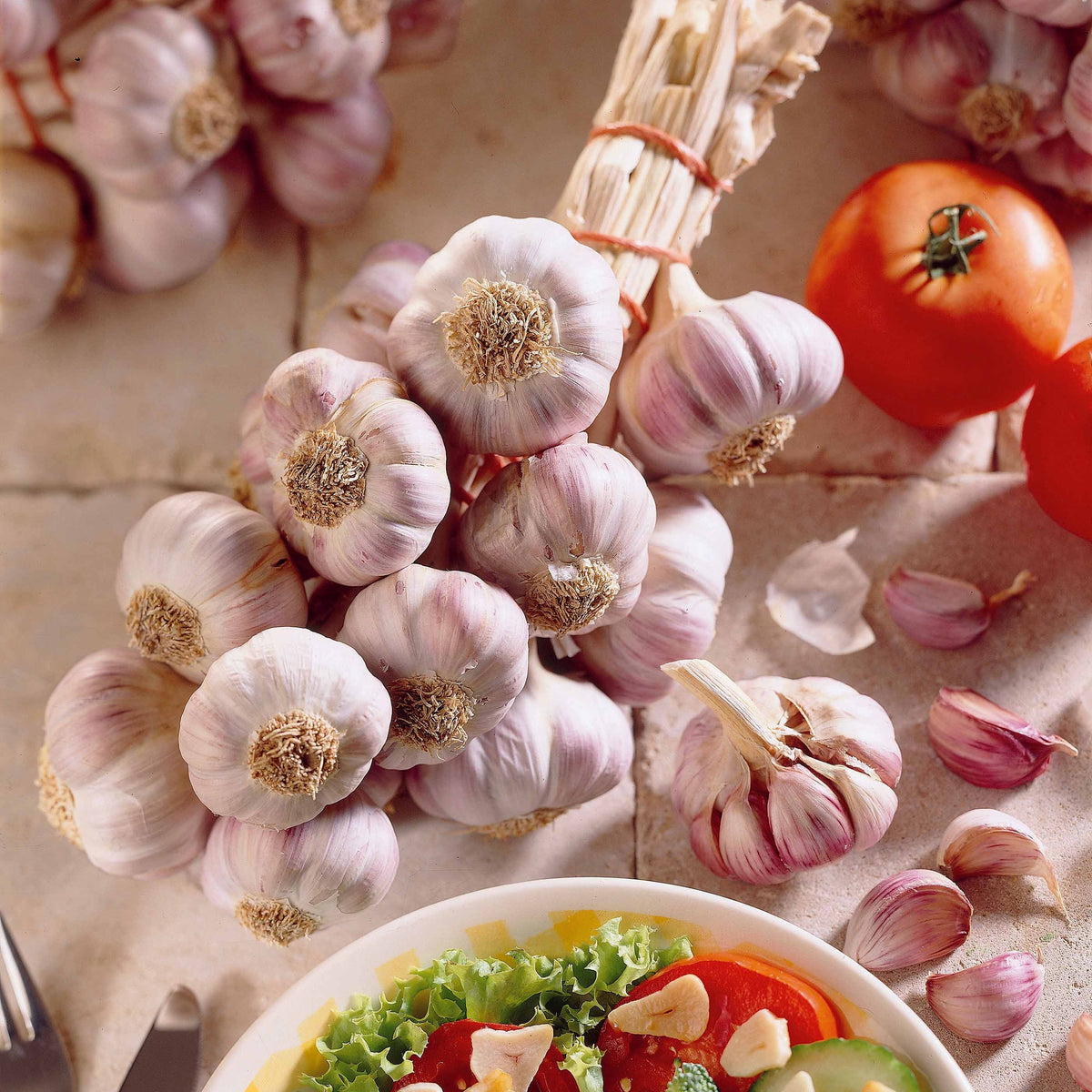 Violetter Knoblauch Germidour - Willemse