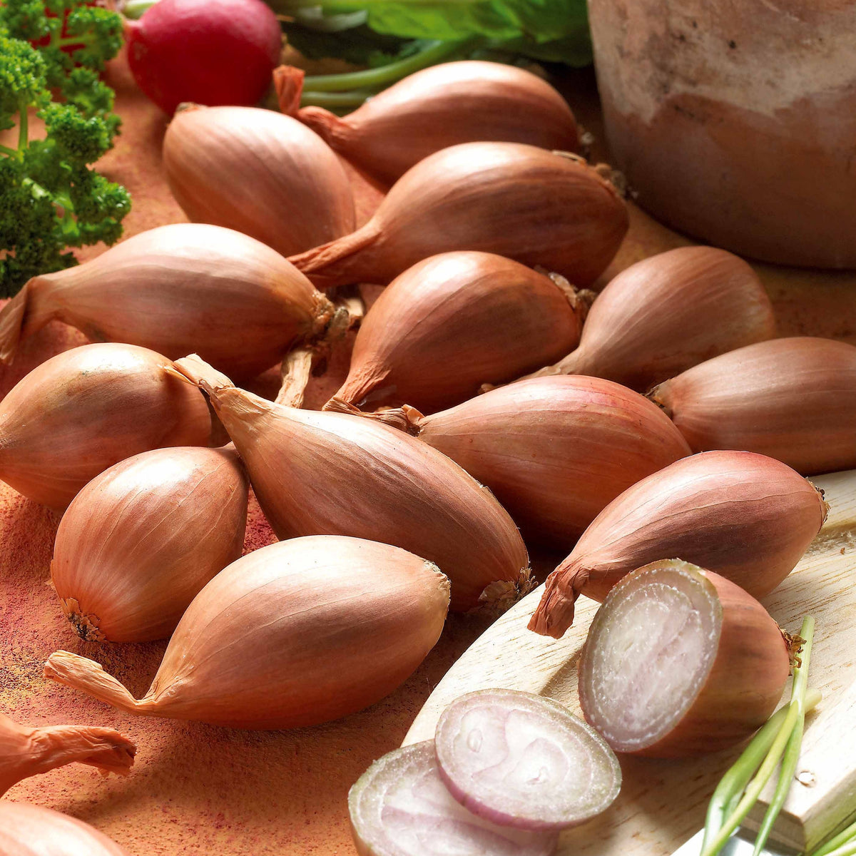 Griselle-Schalotten - Willemse