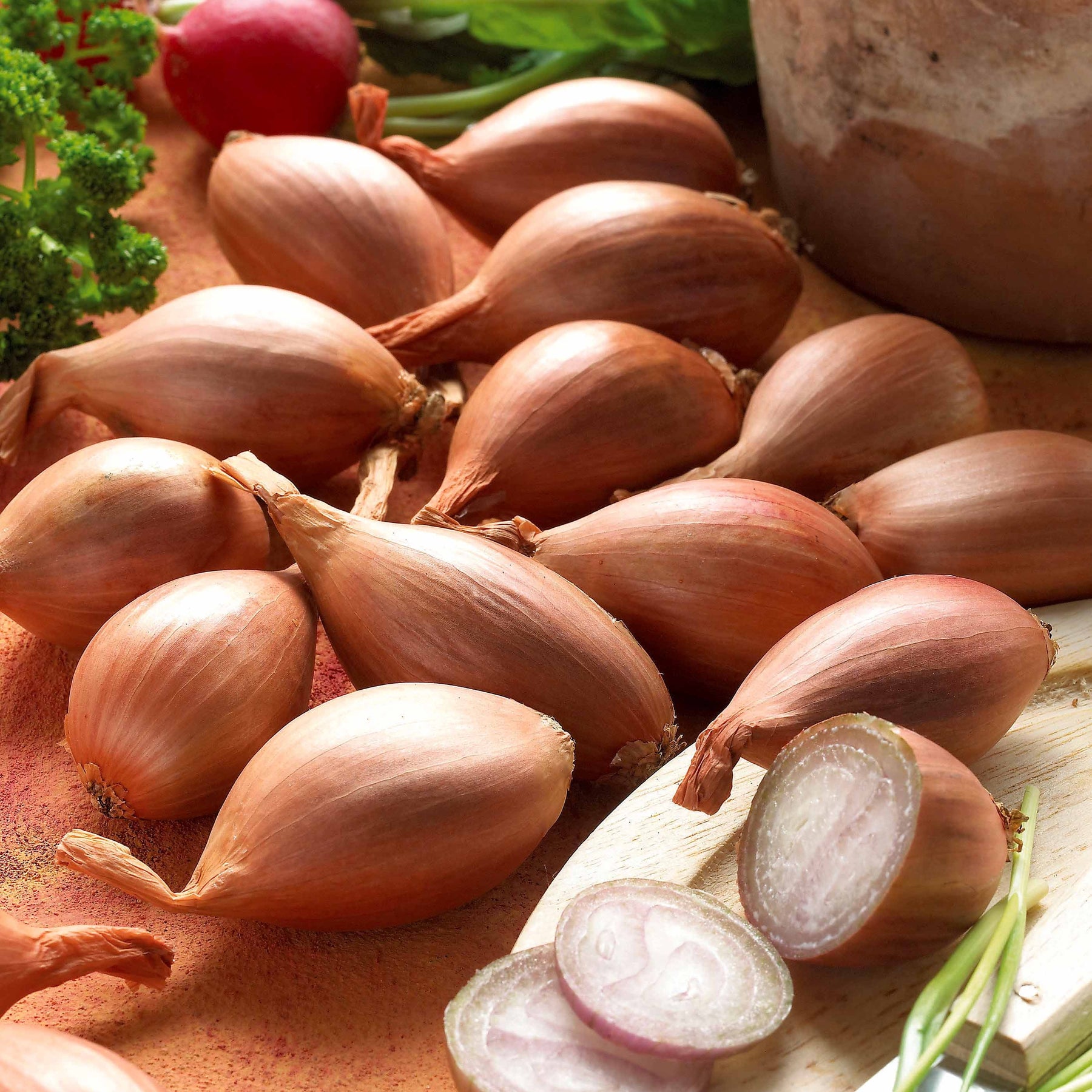 Griselle-Schalotten - Willemse