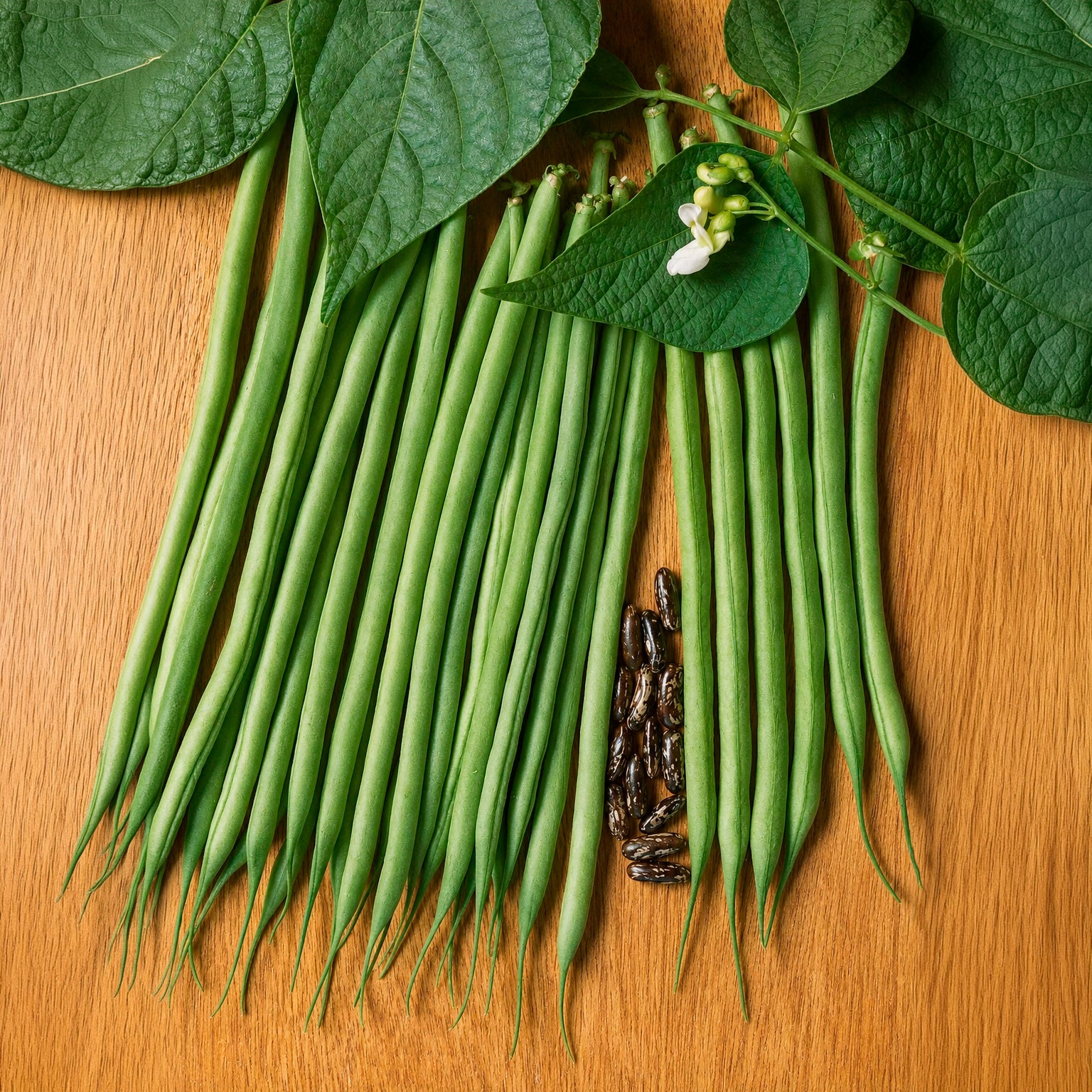 Buschbohne fein ‘Molière’ - Willemse