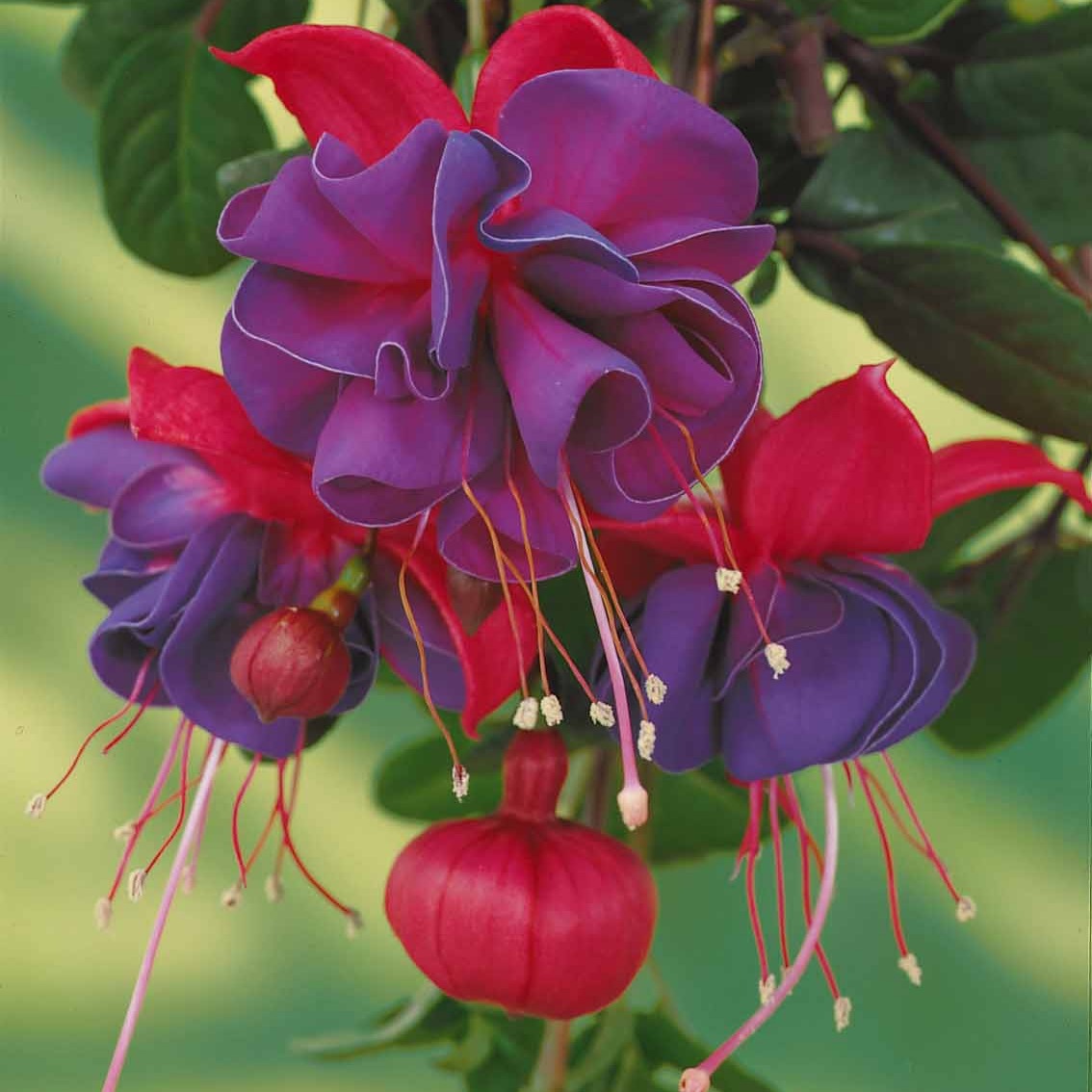 Hängende Fuchsien Dark Eyes (x3) - Fuchsia dark eyes - Beetpflanzen
