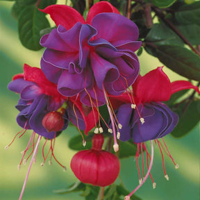 Hängende Fuchsien Dark Eyes (x3) - Fuchsia dark eyes - Beetpflanzen