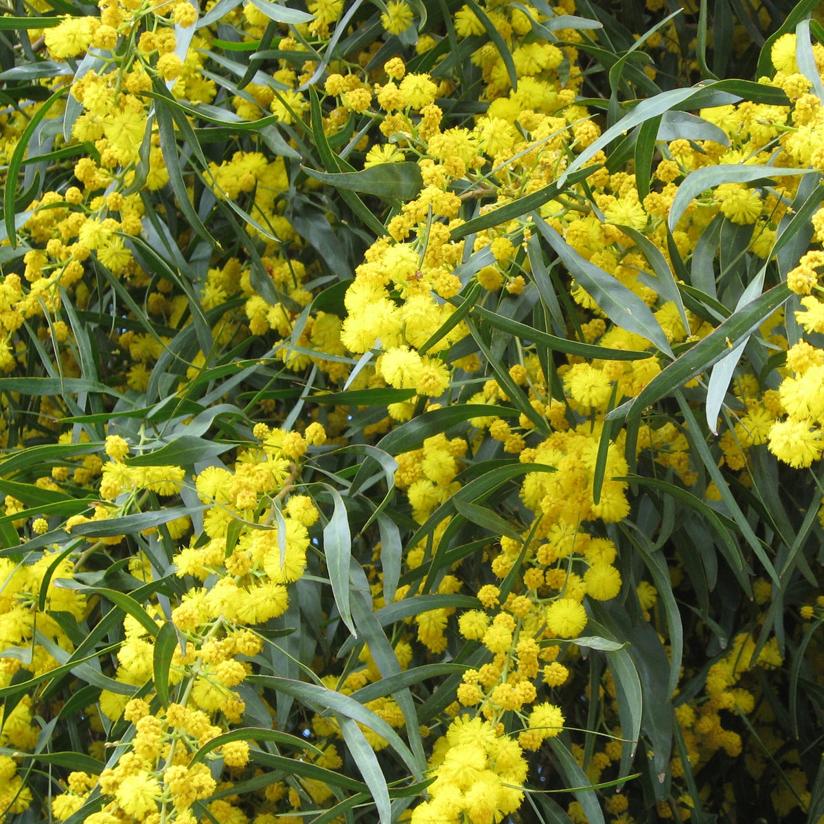 Mimose der vier Jahreszeiten - Willemse