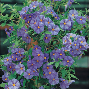 Lycianthes rantonnetii - Enzianstrauch - Balkonsträucher