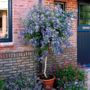 Enzianstrauch - Lycianthes rantonnetii - Willemse