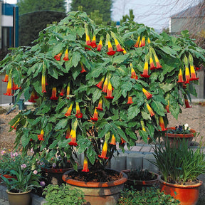 Engelstrompete rot-gelb - Brugmansia - Willemse