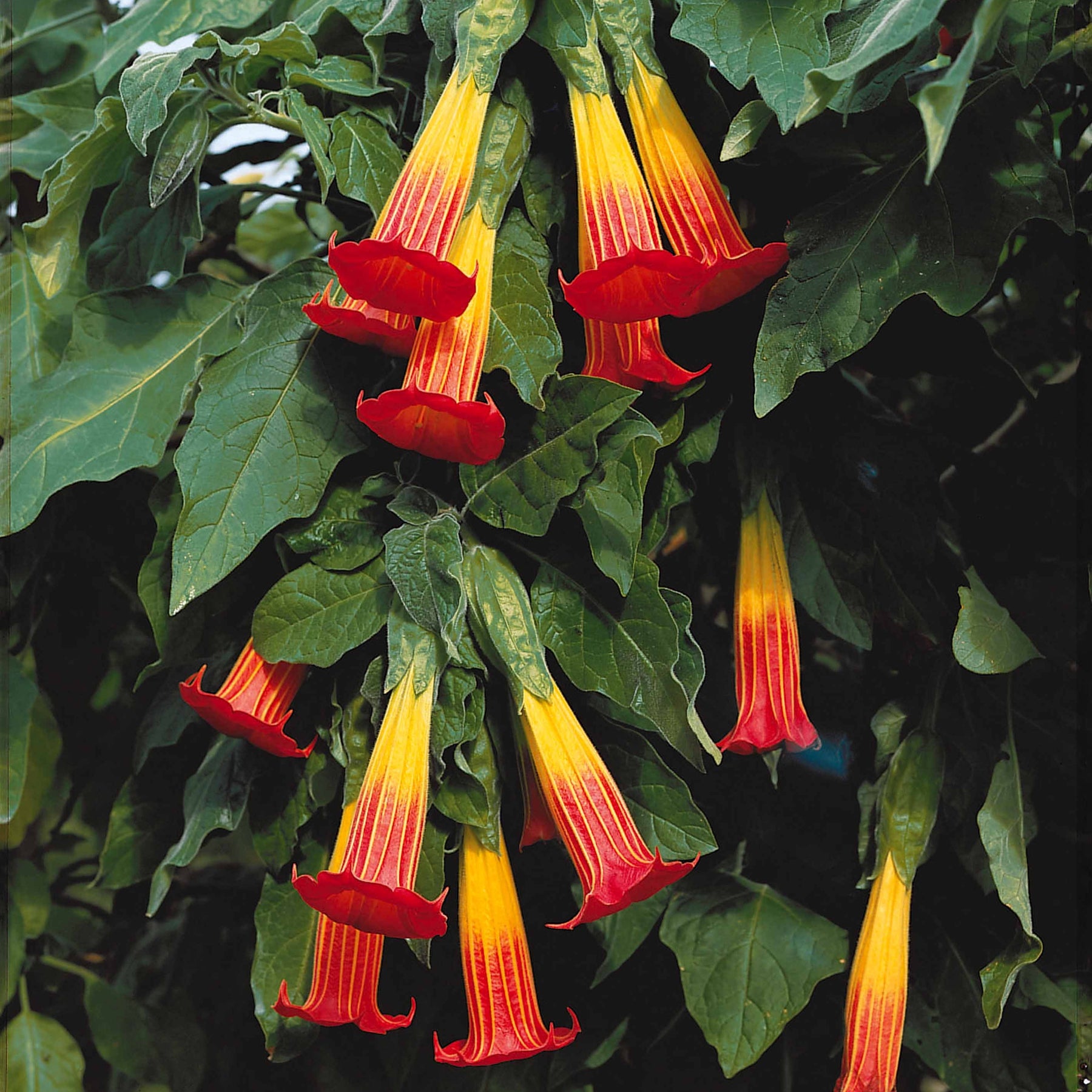 Brugmansia - Engelstrompete rot-gelb - Brugmansia