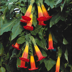 Brugmansia - Engelstrompete rot-gelb - Brugmansia