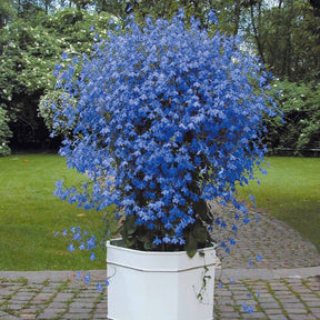 Lobelien Azuro (x3) - Lobelia erinus Azuro - Willemse