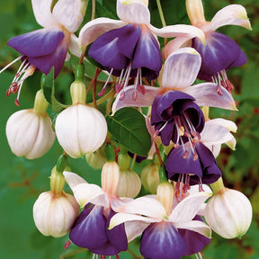 Hängende Fuchsien Blue Angel (x3) - Fuchsia blue angel - Willemse