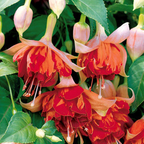 Hängende Fuchsien Bicentennial (x3) - Fuchsia bicentennial - Willemse