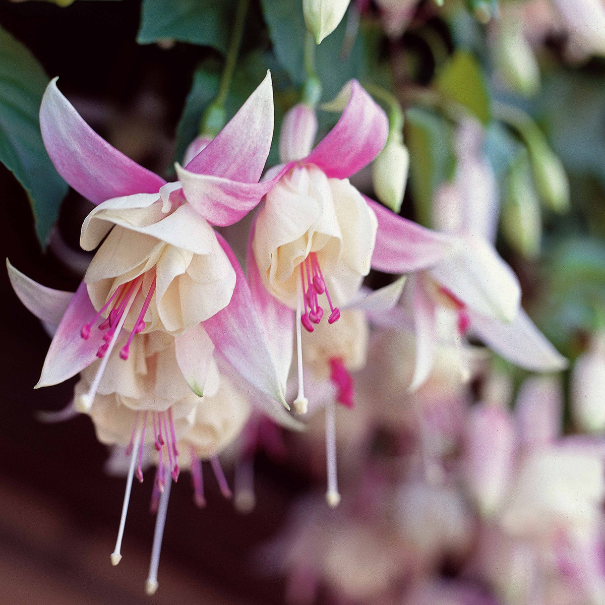 Fuchsie Annabel (x3) - Fuchsia annabel - Willemse