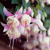 Fuchsie Annabel (x3) - Fuchsia annabel - Willemse