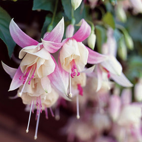 Fuchsie Annabel (x3) - Fuchsia annabel - Willemse