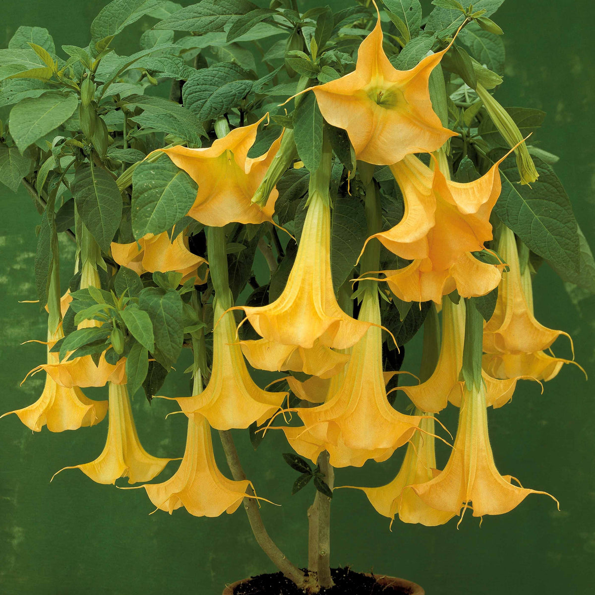 Brugmansia gelb - Brugmansia - Willemse