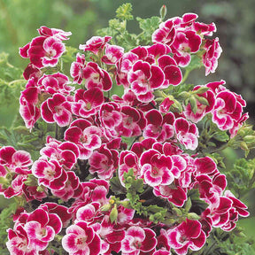 Duftgeranie Pansy (x3) - Pelargonium pansy - Willemse