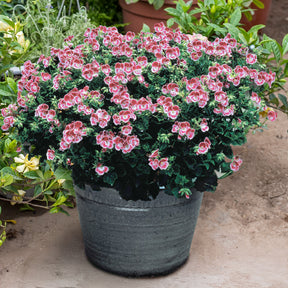 Geranien - Pelargonien - Duftgeranie Pansy (x3) - Pelargonium pansy