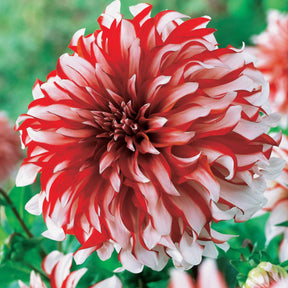 Dahlien Santa Claus (x3) - Dahlia santa claus - Willemse