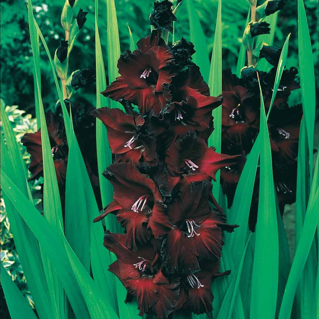 Gladiole-Zwiebeln - Gladiolen Black Surprise (x25) - Gladiolus Black Surprise