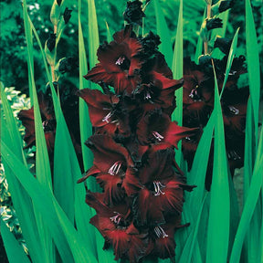 Gladiole-Zwiebeln - Gladiolen Black Surprise (x25) - Gladiolus Black Surprise