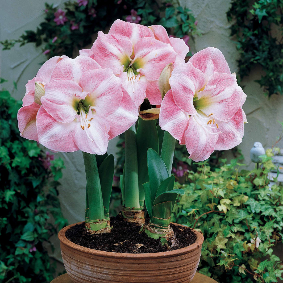 Amaryllis Angelique - Willemse