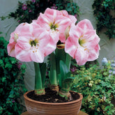 Amaryllis Angelique - Willemse