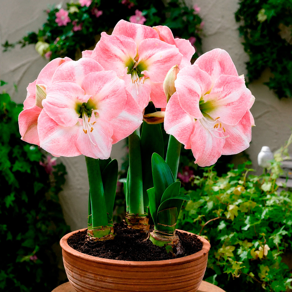 Amaryllis Angelique - Amaryllis angelique - Willemse