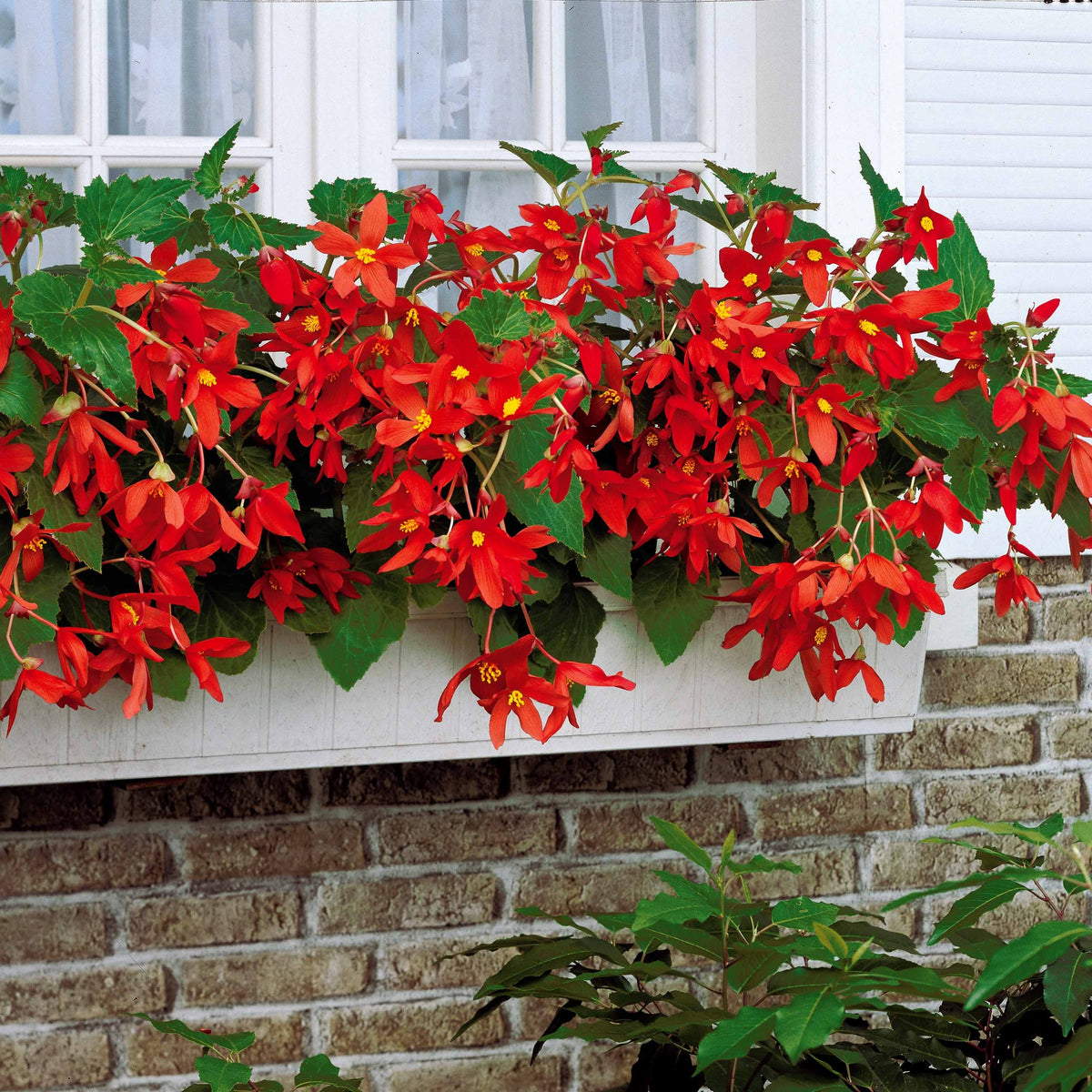 Begonia bertinii tanaïs - Begonie Tanais (x2) - Begonien-Zwiebeln