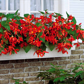 Begonia bertinii tanaïs - Begonie Tanais (x2) - Begonien-Zwiebeln