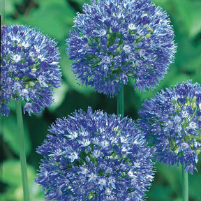 Allium-Zwiebeln - Enzianlauch (x20) - Allium azureum