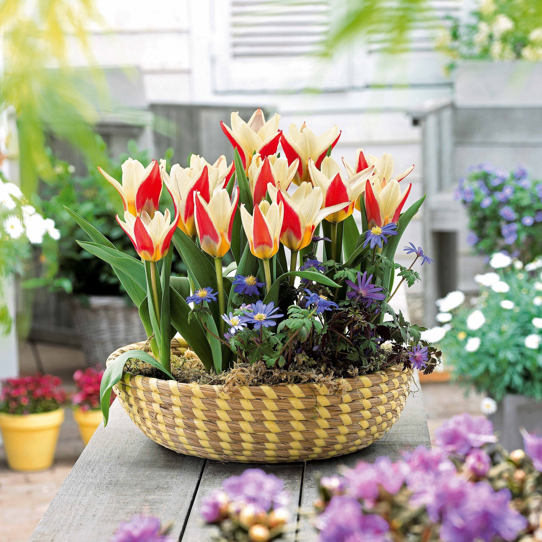 Tulpen The First - Willemse