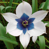 Tulpe Alba Coerulea Oculata (x4) - Willemse