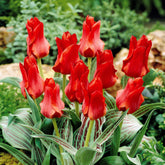 Tulipa greigii chaperon rouge - Greigii-Tulpen ‘Chaperon Rouge’ (x10) - Tulpen-Zwiebeln