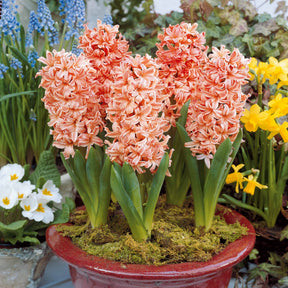 Hyacinthus orientalis gipsy queen - Hyazinthe 'Gipsy Queen' (x6) - Hyazinthen-Zwiebeln