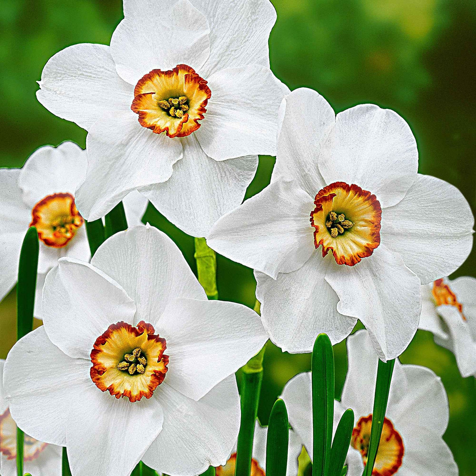 Narzissen-Zwiebeln - Narzisse Poeticus 'Actea' (x10) - Narcissus poeticus Actea