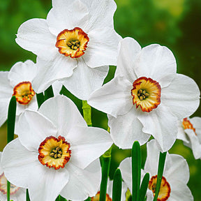 Narzissen-Zwiebeln - Narzisse Poeticus 'Actea' (x10) - Narcissus poeticus Actea