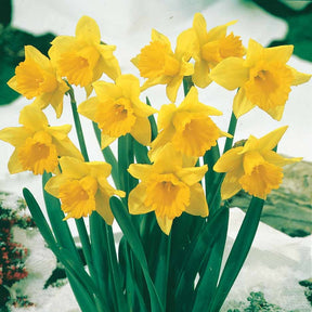 Narzissen-Zwiebeln - Narzisse ‘Rijnveld Early Sensation’ (x10) - Narcissus Rijnveld's Early Sensation