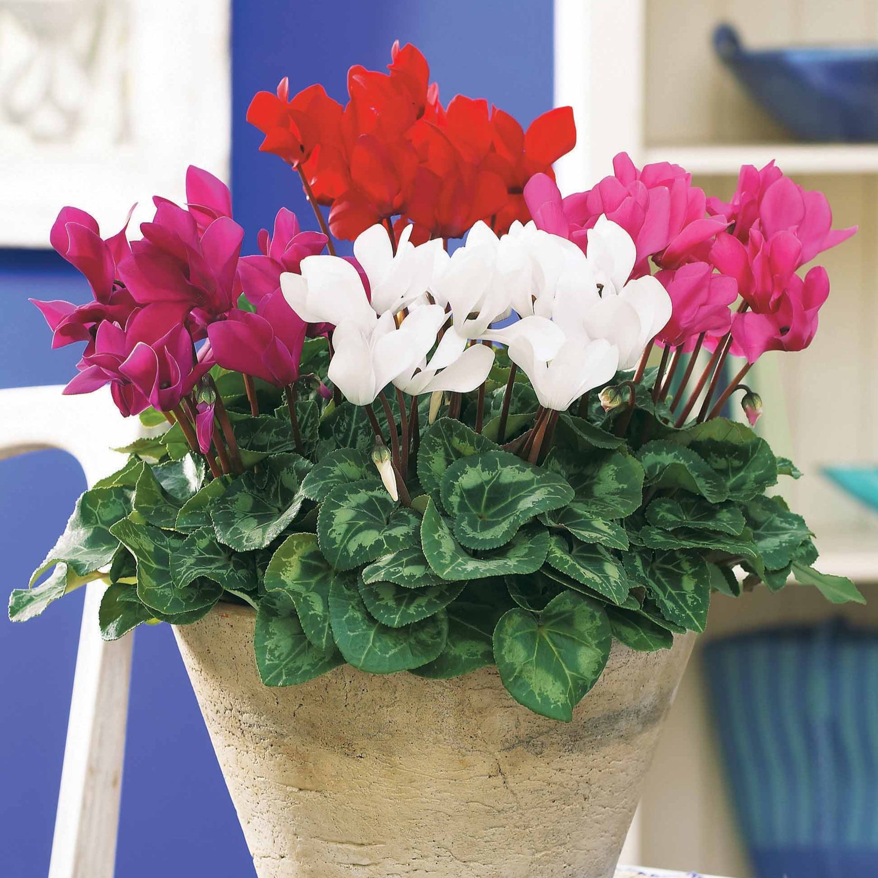 Mini-Cyclamen Super-Serie (x3) - Cyclamen super série - Willemse