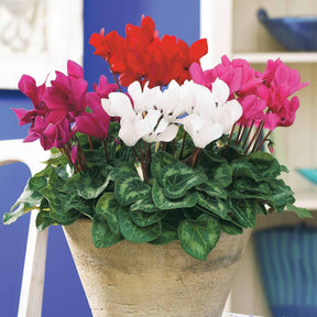 Mini-Cyclamen Super-Serie (x3) - Cyclamen super série - Willemse
