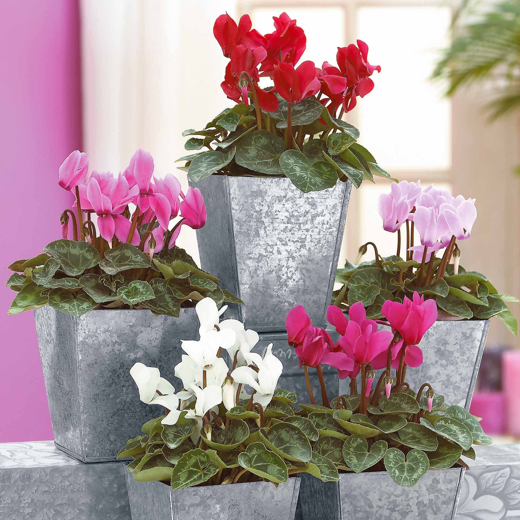 Mini-Cyclamen Super-Serie (x3) - Willemse