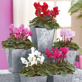 Mini-Cyclamen Super-Serie (x3) - Willemse